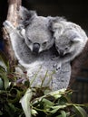 Cute koala and cub Royalty Free Stock Photo