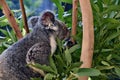 Cute koala eating eucalyptus on a tree branch Royalty Free Stock Photo