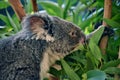 Cute koala eating eucalyptus on a tree branch