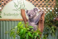 Cute Koala in Featherdale Wildlife Park, Australia