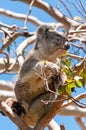 Cute Koala on a Gum Tree Branch Royalty Free Stock Photo