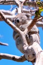 Cute Koala on a Gum Tree Branch Royalty Free Stock Photo