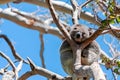 Cute Koala on a Gum Tree Branch Royalty Free Stock Photo