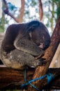 Cute koala having a daydream on a tree Royalty Free Stock Photo