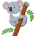 Cute koala Royalty Free Stock Photo