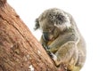 Cute koala isolated on white background