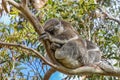 A cute koala and its joey sleeping in the fork of a native gum tree.This arboreal Australian marsupial has a slow metabolism rate