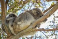 A cute koala and its joey sleeping in the fork of a native gum tree.This arboreal Australian marsupial has a slow metabolism rate