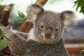 Cute koala Royalty Free Stock Photo