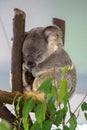 Cute Koala resting at the zoo, Brisbane, Australia