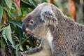 Cute koala sitting and eating eucalyptus on a tree branch Royalty Free Stock Photo