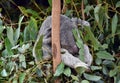 Cute koala is sleeping on a tree branch eucalyptus Royalty Free Stock Photo