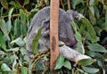 Cute koala is sleeping on a tree branch eucalyptus Royalty Free Stock Photo