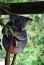 Cute koala is sleeping on a tree branch eucalyptus Royalty Free Stock Photo