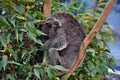 Cute koala is sleeping on a tree branch eucalyptus Royalty Free Stock Photo