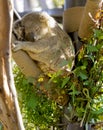 Cute koala sleeping on the tree in san diego zoo