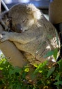 Cute koala sleeping on the tree in san diego zoo