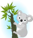 Cute koala on a tree