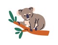 Cute koala on tree branch. Adorable baby bear clinging to twig. Exotic tropical Australian wildlife character. Wild Royalty Free Stock Photo