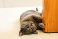 Cute Korat cat