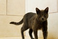 Cute Korat cat