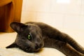 Cute Korat cat