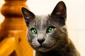 Cute Korat cat Royalty Free Stock Photo