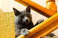 Cute Korat cat