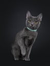 Cute Korat cat kitten on black background Royalty Free Stock Photo