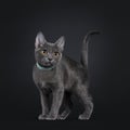 Cute Korat cat kitten on black background Royalty Free Stock Photo