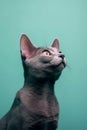 Cute Korat cat posing Royalty Free Stock Photo