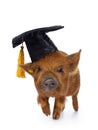 Kunekune piglet on white background