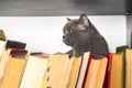 Cute l cat on shelf with books on light background. cat reading old book. Royalty Free Stock Photo