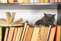 Cute l cat on shelf with books on light background. cat reading old book. Royalty Free Stock Photo