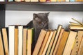 Cute l cat on shelf with books on light background. cat reading old book. Royalty Free Stock Photo