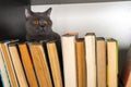 Cute l cat on shelf with books on light background. cat reading old book. Royalty Free Stock Photo