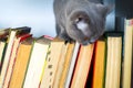 Cute l cat on shelf with books on light background. cat reading old book. Royalty Free Stock Photo