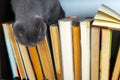 Cute l cat on shelf with books on light background. cat reading old book. Royalty Free Stock Photo