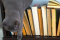 Cute l cat on shelf with books on light background. cat reading old book. Royalty Free Stock Photo