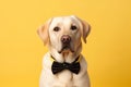 Cute labrador dog bow tie. Generate Ai Royalty Free Stock Photo