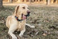 Cute labrador dog in the city park Royalty Free Stock Photo