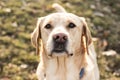 Cute labrador dog in the city park Royalty Free Stock Photo