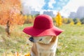 Cute Labrador dog in a hat sits on a carpet of maple leaves in an autumn park in leaf fall Royalty Free Stock Photo