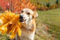 A cute labrador dog holds a bouquet of maple leaves in his teeth in an autumn park during leaf fall Royalty Free Stock Photo