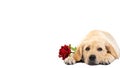 Cute labrador dog holds a red rose and declares its love somebody isolated on a white background