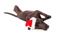 Cute Labrador Dog Laying Wearing Santa Hat Royalty Free Stock Photo