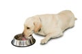 Cute labrador dog lying beside water bowl