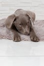 sweet labrador dog puppy lies on carpet