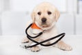 Cute labrador dog puppy at the veterinary doctor office