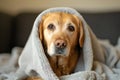 cute Labrador dog in towel after washing bathing Royalty Free Stock Photo